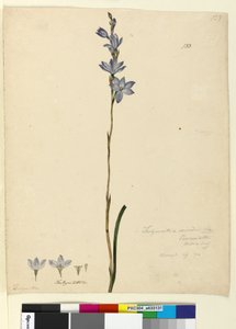 Page 133. Thelymitra ixioides by John William Lewin