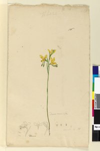 Page 136. Diuris aurea by John William Lewin