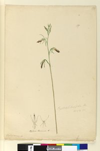 Page 137. Cryptostylis longifolia