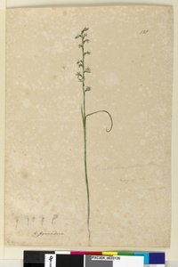 Page 138. Prasophyllum patens