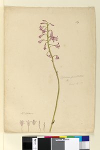 Page 139. Dipodium punctatum by John William Lewin