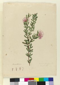 Grevillea punicea