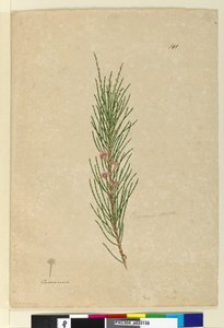 Page 141. Casuarina strictaAllocasuarina verticillata by John William Lewin