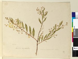 Page 147. Acacia myrtifolia by John William Lewin