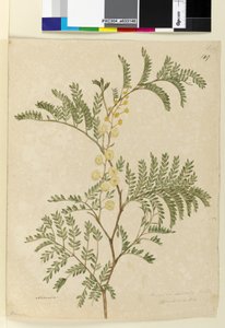 Page 149. Acacia discolor Acacia terminalis by John William Lewin