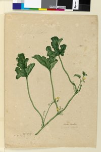 Page 155. Water Melon by John William Lewin
