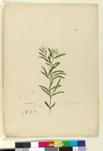 Grevillea sericea by John William Lewin