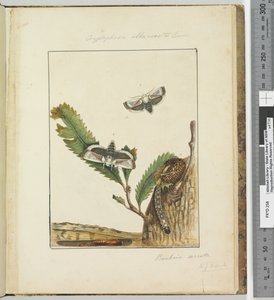 Page 15. Plate 4 Cryptophasa alba, costa Lewin, 1803-04