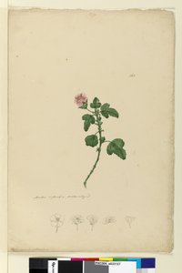Page 161. Malva capensis by John William Lewin