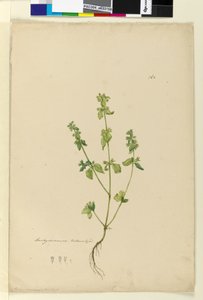 Page 162. Stachys arvensis
