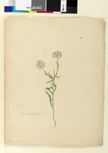 Page 164. Iberis naturalized