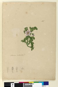 Page 165. Solanum naturalized