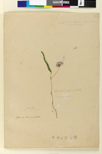 Page 166. Kennedia monophylla Hardenbergia violacea by John William Lewin