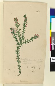 Page 168. Eriostemon buxifolium by John William Lewin