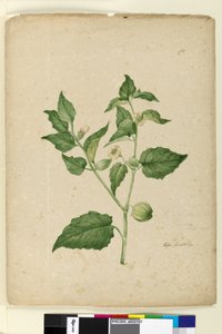Page 172. Physalis edulis by John William Lewin
