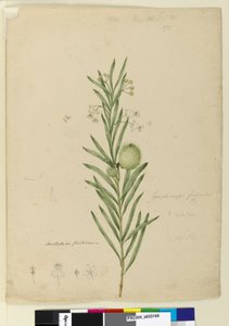 Page 173. Asclepias fruticosa by John William Lewin
