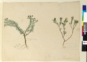 Page 179. Gompholobium; 180. Poranthera ericafolia by John William Lewin