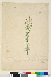 Symphionema paludosum