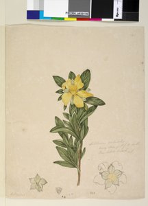 Page 181. Hibbertia volubilis Hibbertia scandens