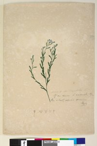 Page 182. Linum sp allied to augustifolium