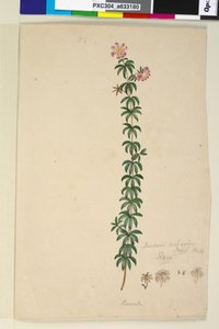 Page 186. Bauera rubioides by John William Lewin