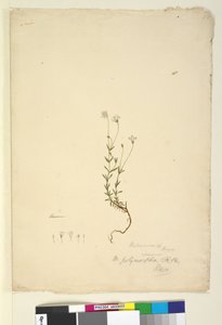 Mitrasacme polymorpha
