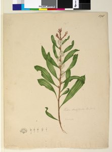 Page 198. Hakea dactyloides by John William Lewin