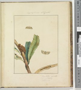 Page 19. Plate 5 Cryptophasa Strigata, 1803-04 by John William Lewin