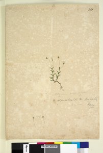 Page 201. Mitrasacme alsinoides by John William Lewin