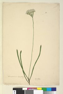 Conospermum longifolium by John William Lewin