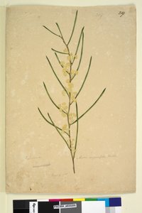 Page 219. Acacia angustifolia by John William Lewin