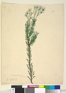 Conospermum ericifolium by John William Lewin