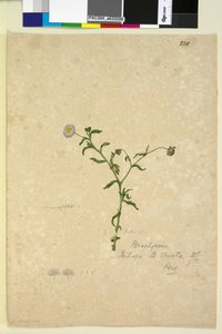 Page 220. Brachycome multifida