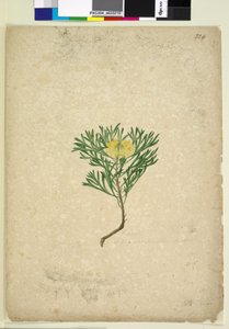 Page 224. Isopogon anemonifolius by John William Lewin