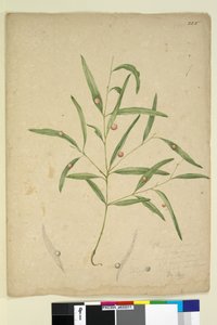 Page 225. The branch of a species of Eucalyptus bearing galls