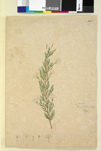 Page 226. Ricinocarpus pinifolius by John William Lewin