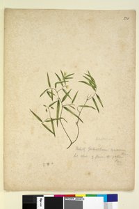 Page 230. Geitonoplesium cymosum by John William Lewin