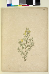 Page 231. Hibbertia sp