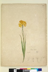 Page 232. Ixia lutea