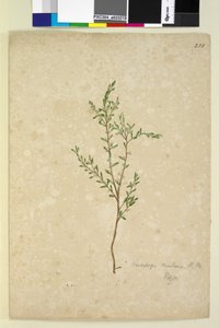 Page 233. Leucopogon by John William Lewin