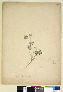 Page 237. Geranium pilosum by John William Lewin