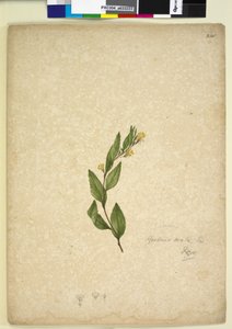 Page 238. Goodenia ovata