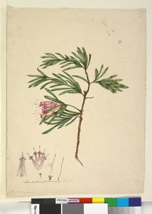 Lambertia formosa by John William Lewin