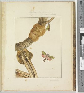 Page 23 Plate 6 Xylopsyche Lewinni Hepialus Ligniveren Lewin, 1803-04