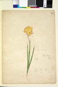 Page 241. Ixia lutea