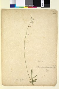 Page 246. Arthropodium paniculatum by John William Lewin