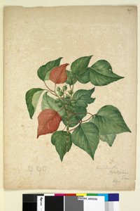 Page 247. Homolanthus populifolius Omalanthus populifolius by John William Lewin