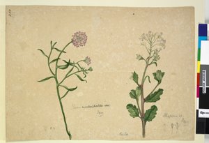 Page 253. Iberis umbellata; Hesperis sp. by John William Lewin