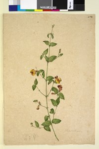 Page 254. Platylobium