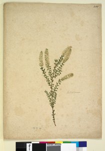 Page 255. Melaleuca by John William Lewin